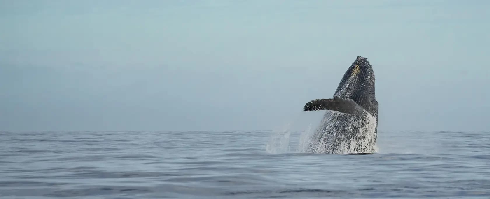Vue d'une baleine en pleine mer
